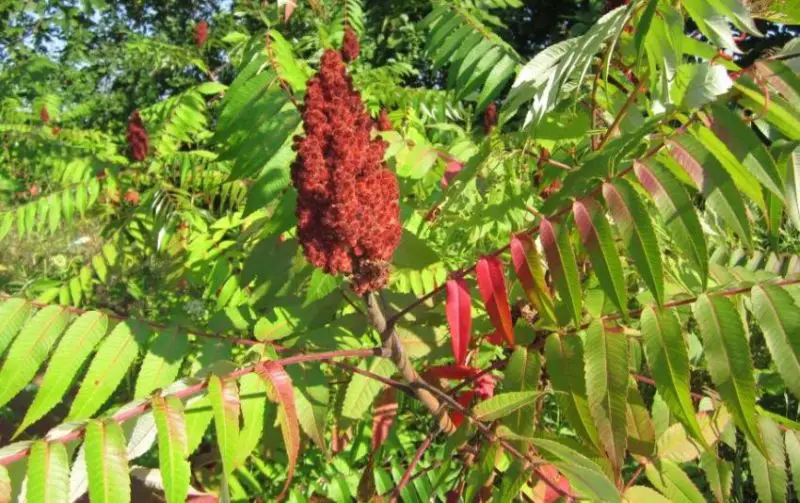Staghorn Sumac berry cluster